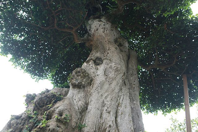 Tuyệt phẩm duối cổ 'Gia đình sum vầy' cao 4m, giá hơn 10 tỷ Tuyệt phẩm duối cổ 'Gia đình sum vầy' cao 4m, giá hơn 10 tỷ