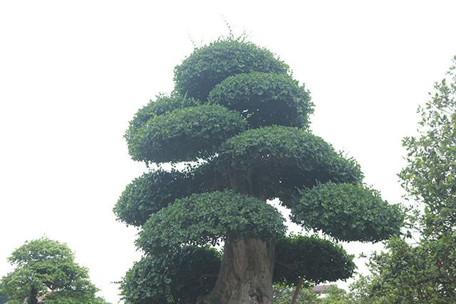 Tuyệt phẩm duối cổ 'Gia đình sum vầy' cao 4m, giá hơn 10 tỷ Tuyệt phẩm duối cổ 'Gia đình sum vầy' cao 4m, giá hơn 10 tỷ