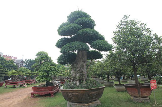 Tuyệt phẩm duối cổ 'Gia đình sum vầy' cao 4m, giá hơn 10 tỷ