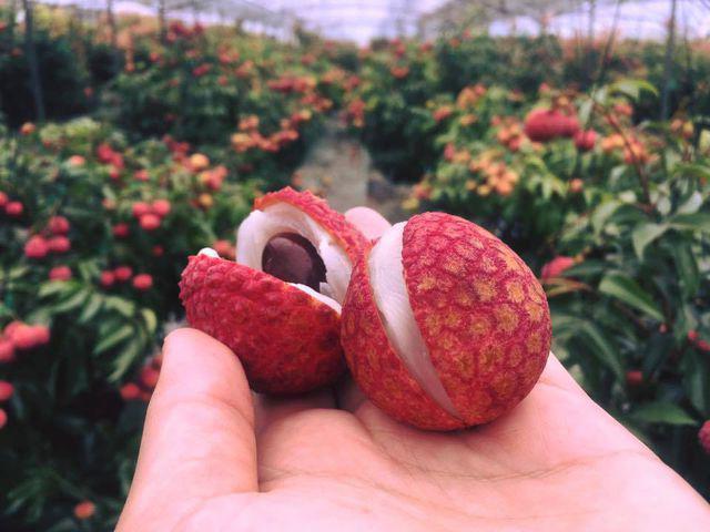 Vải thiều Nhật Bản 1 triệu đồng/6 quả vẫn đắt hàng ở Việt Nam