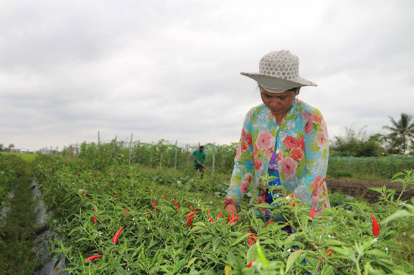 Climate-change adaptation models help farmers escape poverty