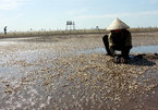 Oysters die en masse in Thai Binh