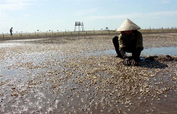 Oysters die en masse in Thai Binh