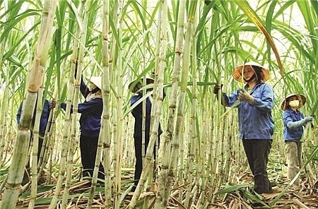 Vietnamese sugar industry is suffering from inventory losses