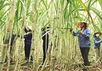 Vietnamese sugar industry is suffering from inventory losses