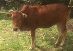 DNA test resolves cow row