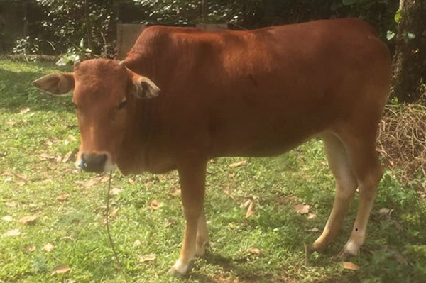 DNA test resolves cow row