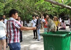 Khỉ đầu chó, mặt đỏ tràn xuống chùa Linh Ứng, nhiều du khách bị tấn công