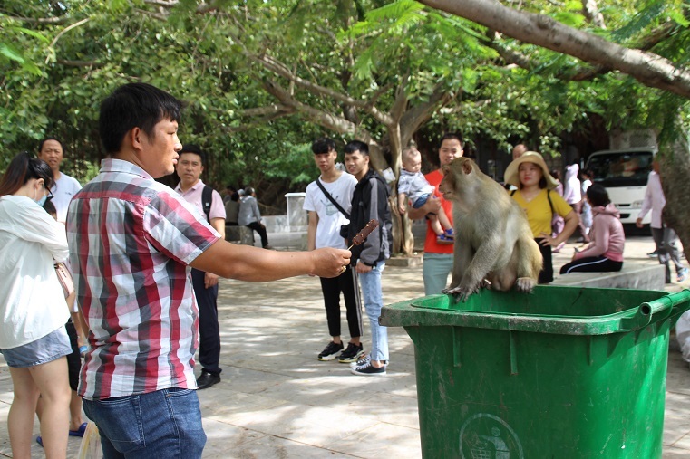 Khỉ đầu chó, mặt đỏ tràn xuống chùa Linh Ứng, nhiều du khách bị tấn công