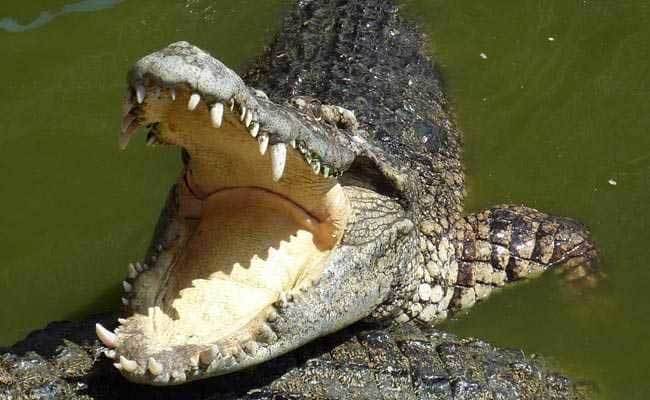 Bé trai bị cá sấu ăn thịt ngay trước mắt người thân