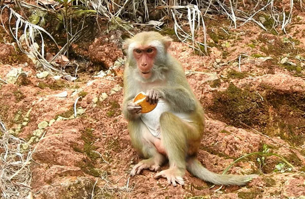 Tourists asked not to feed wildlife on Son Tra Peninsula