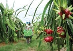 VN agriculture capitalising from private investment