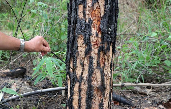 Men arrested over pine trees poisoning in an attempt to take over forestry land