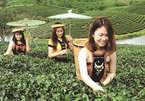 Tea islands lure tourists to central province