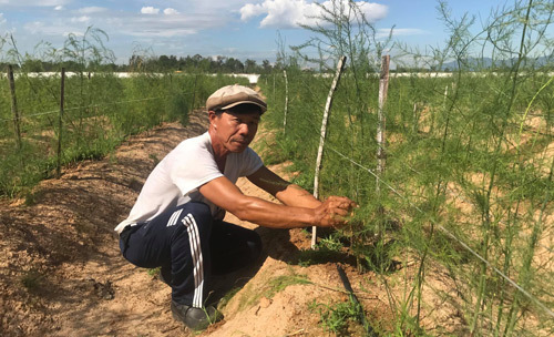 Gã “khùng” mát tay trồng măng tây trên cát, 1 tháng lãi 100 triệu