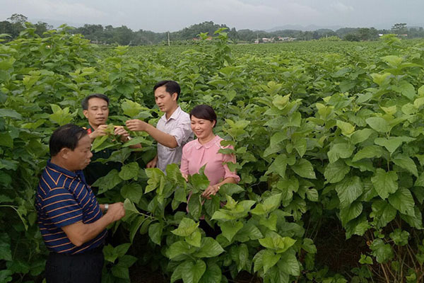 Nữ bí thư xã '2 trong 1' xắn quần cuốc đất, góp tiền tặng dân