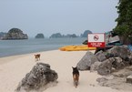 Ha Long tour agencies search for solutions to open small beaches