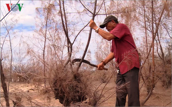 Drought in Phu Yen destroys several hectares of forest