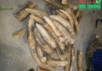 Gold shops found selling ivory jewelry