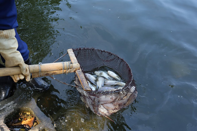 Mass fish deaths in Hanoi's Truc Bach Lake