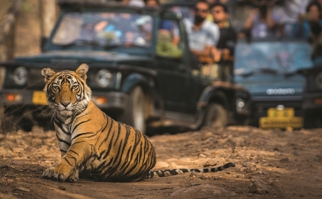 What is the fate of tigers in Vietnam?