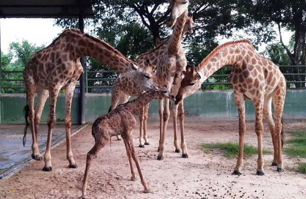 Sở thú Vườn Xoài - Đồng Nai đón nhiều thú con chào đời