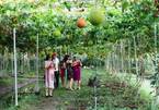 Trips to southern orchards popular in summer for urbanites