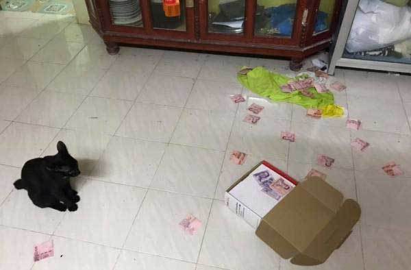 Vợ hý hửng tìm được quỹ đen của chồng nhờ mèo yêu