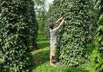 VN pepper sector urged to renew growth model