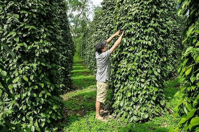 VN pepper sector urged to renew growth model