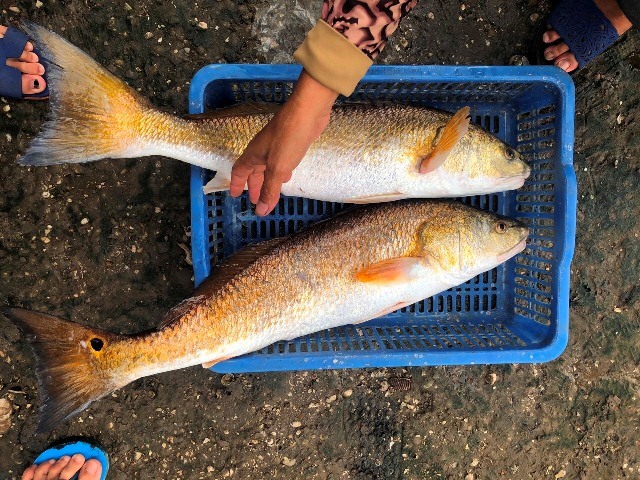 Bắt được 2 con cá lạ trên sông, giá hơn 1 tỷ
