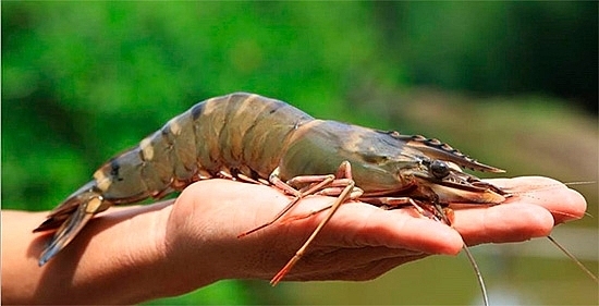Vietnamese shrimp exports to US still need to be careful