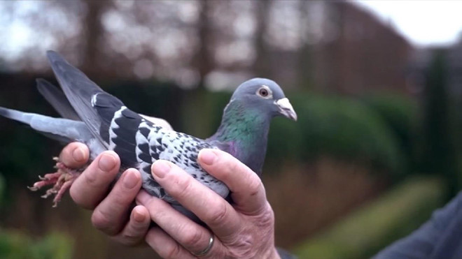 Dân Trung Quốc bỏ triệu USD để đua bồ câu