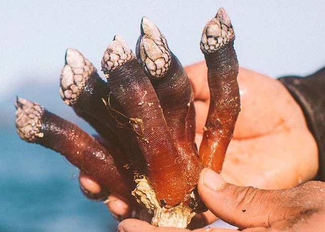 Hãi hùng đặc sản 'ngón tay của quỷ'