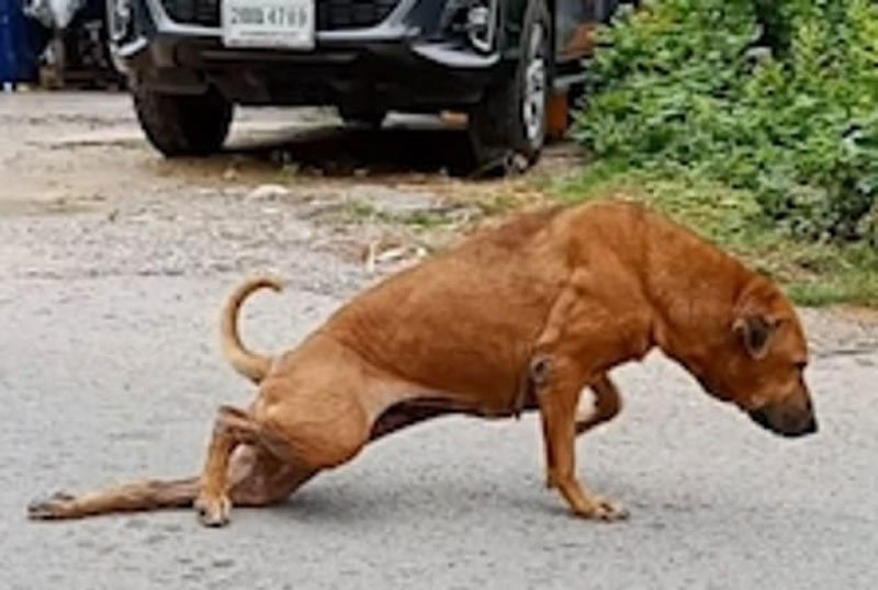 Xem chú chó tinh nghịch giả què để xin ăn