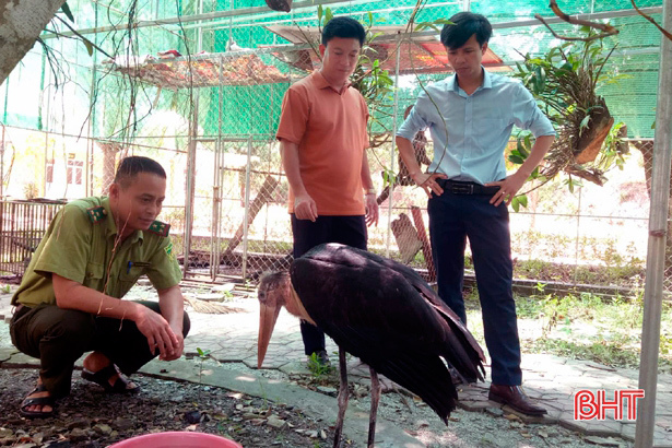 Diễn biến mới vụ chim khổng lồ quý hiếm sa ruộng ở Hà Tĩnh