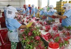 Vietnam’s farm produce uncompetitive because of packaging problems