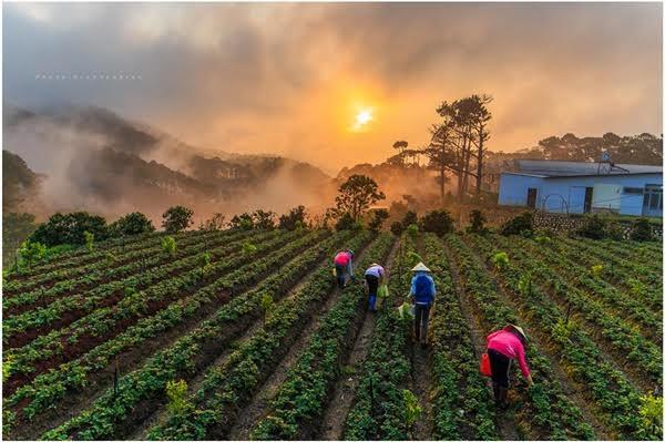 '. Đà Lạt đẹp ngỡ ngàng khi hoàng hôn buông xuống .'