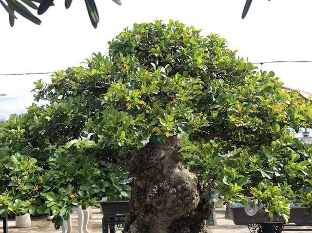 Mãn nhãn với cây ngâu bonsai cổ thụ trị giá hàng tỷ đồng