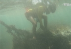 Trash threatens Da Nang coral reef