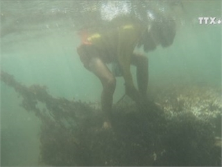 Trash threatens Da Nang coral reef
