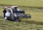 Mekong Delta summer – autumn rice output to go up slightly