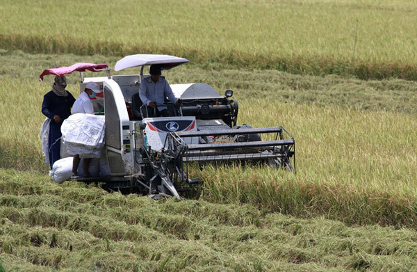 Mekong Delta summer – autumn rice output to go up slightly