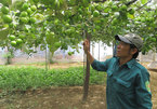 Nets on jujube orchards protect plants, reduce pesticide use
