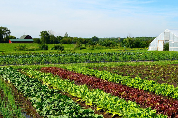 Farmstay G7- kênh đầu tư BĐS trang trại cho người ưa khám phá, trải nghiệm
