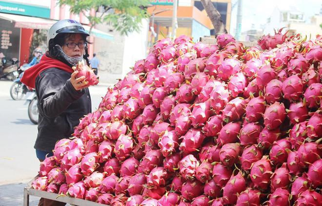 Trung Quốc không mua, dưa hấu, thanh long rớt thảm, dân thua lỗ