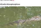 Facebook của quán trà ở Cần Thơ bịa chuyện 'cá sấu lớn trên sông'