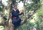 Ha Giang's ancient tea trees get top recognition and protection