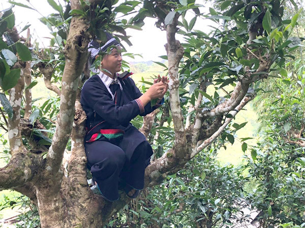 Ha Giang's ancient tea trees get top recognition and protection