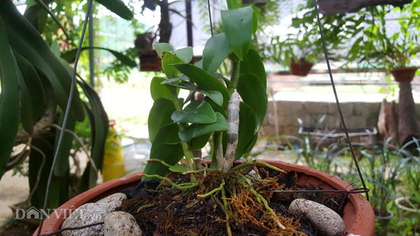 8X Lạng Sơn mê phong lan rừng: Kiếm trăm triệu từ 1 câu 'nhỡ mồm'